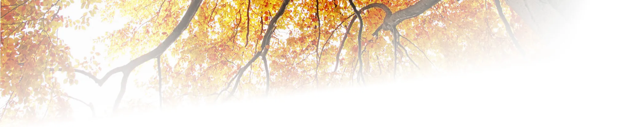 Herbstlandschaft mit goldenen Bäumen im warmen Abendlicht